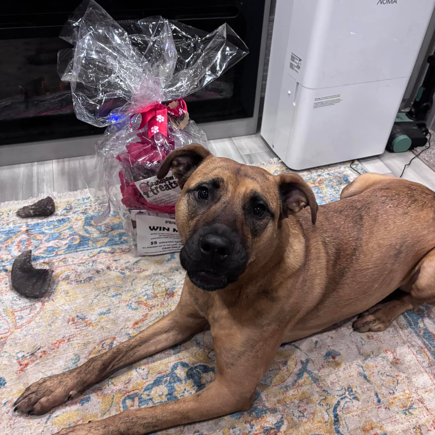Dog lying on a patterned rug with a dehumidifier and wrapped gift in the background.
