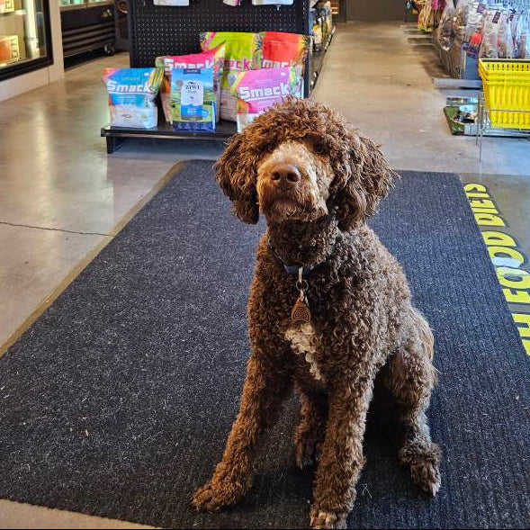 Dog sitting on a store floor with shelves and products in the background