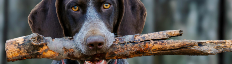 Dog with a stick in its mouth against a blurred natural background